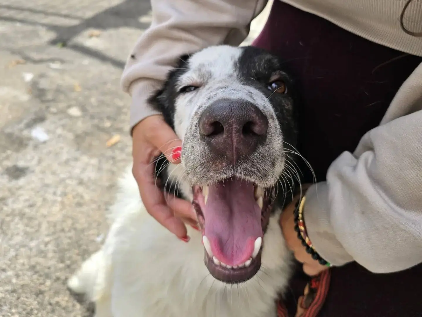 Adotta un cane, maschio, 2 anni e 4 mesi, Napoli