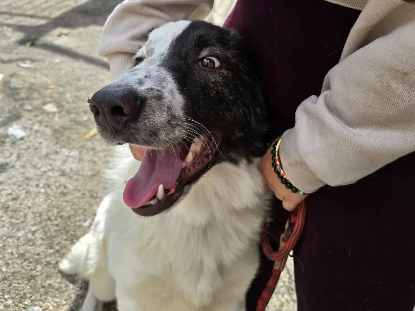 Adotta un cane, taglia gigante, maschio, Napoli
