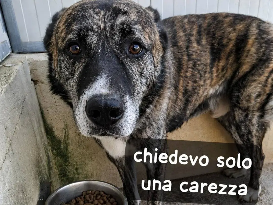 Adozione cane, maschio, Razza sconosciuta Razza sconosciuta, 7 anni e 3 mesi, taglia grande, Alessandria