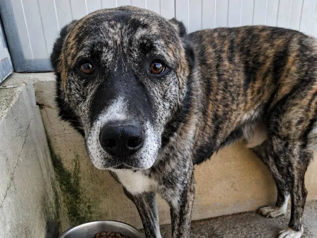 Adotta un cane, maschio, 7 anni e 3 mesi, Alessandria
