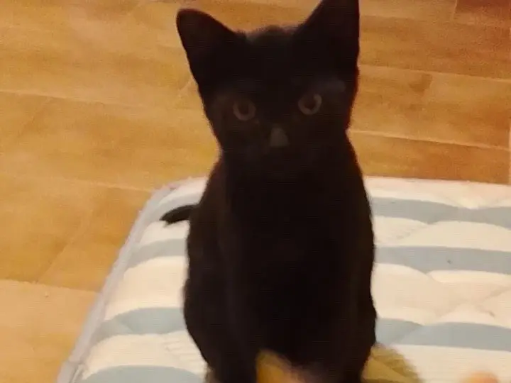 Adozione gatto, femmina, Razza sconosciuta Razza sconosciuta, 3 mesi, taglia non valida, Perugia