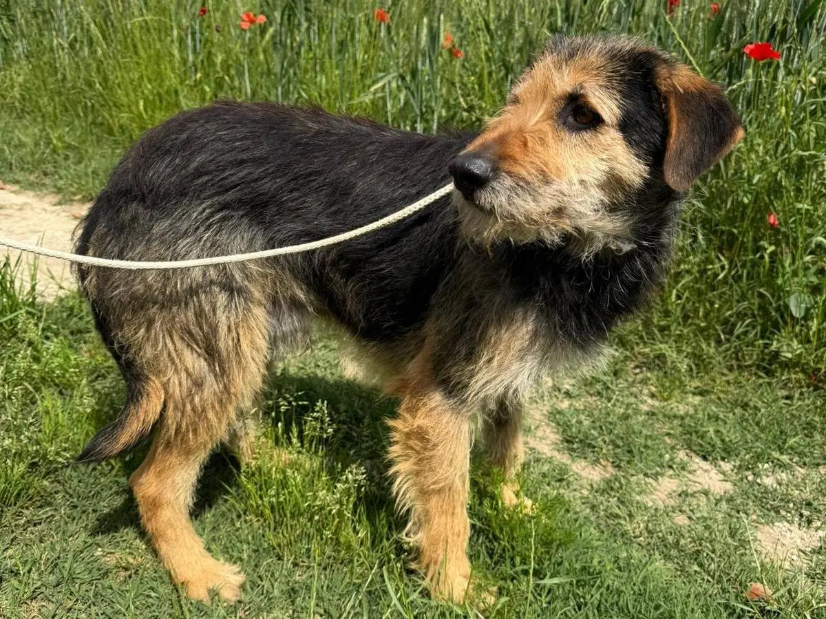 Adotta un cane, taglia media, maschio, Matera