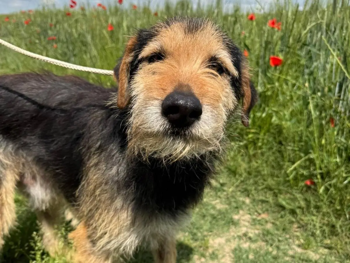 Adozione cane, maschio, Spinone Razza sconosciuta, 4 anni e 5 mesi, taglia media, Matera