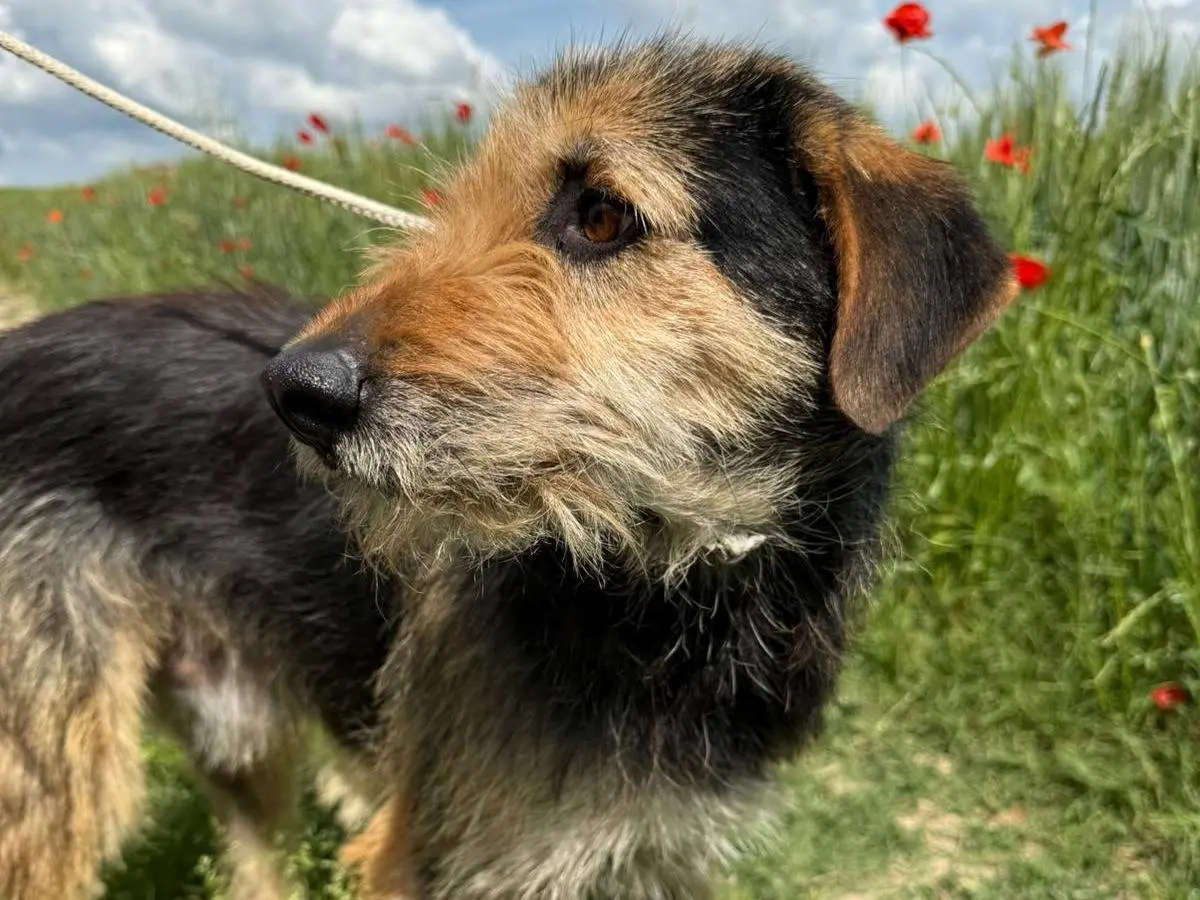Vuoi adottare un cane a Matera?