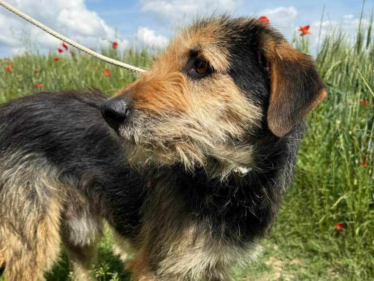 Adotta un cane, maschio, 4 anni e 5 mesi, Matera