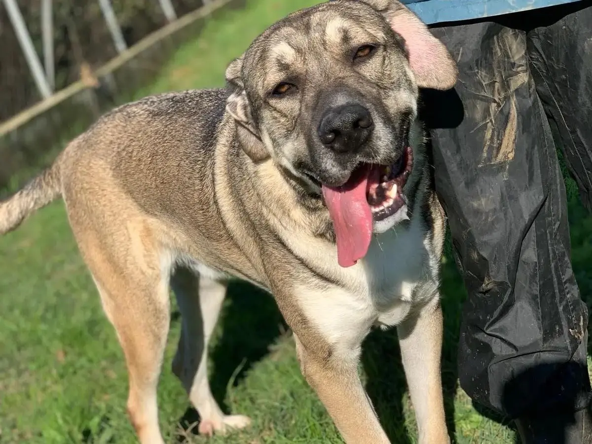 Adozione cane, maschio, Razza sconosciuta Razza sconosciuta, 4 anni e 7 mesi, taglia gigante, Frosinone
