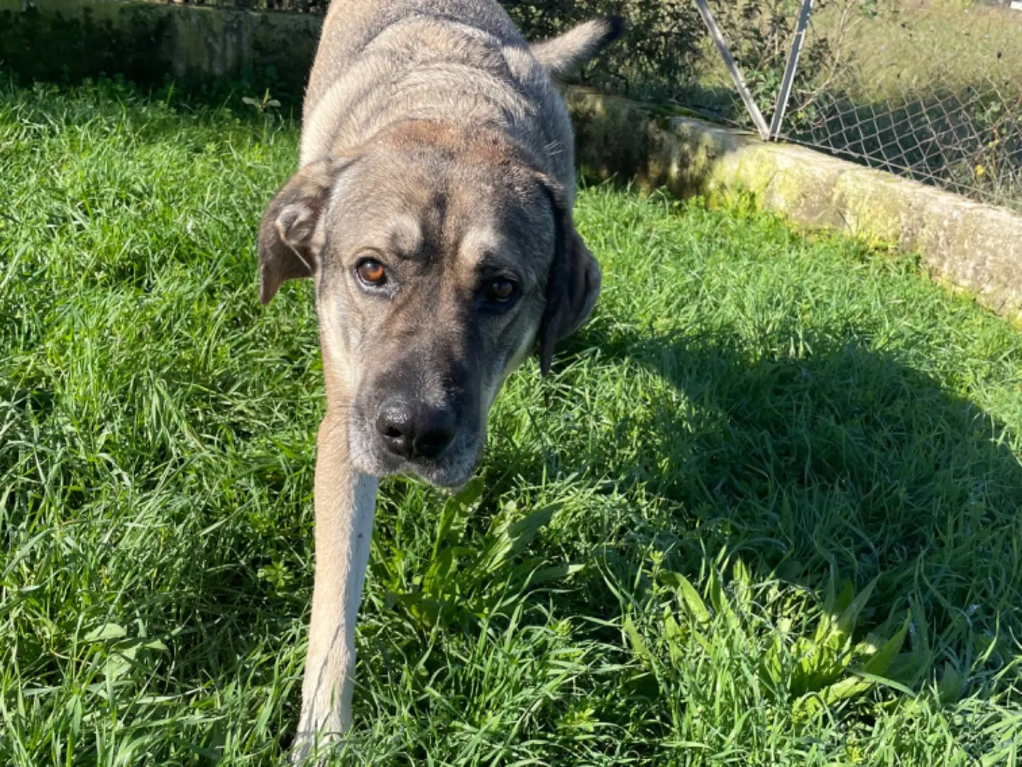 Adotta un cane, maschio, 4 anni e 7 mesi, Frosinone