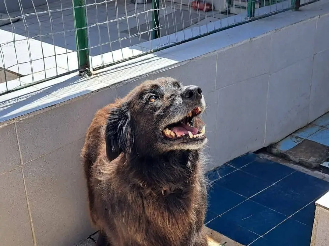 Adotta il cane GOKU a Caserta
