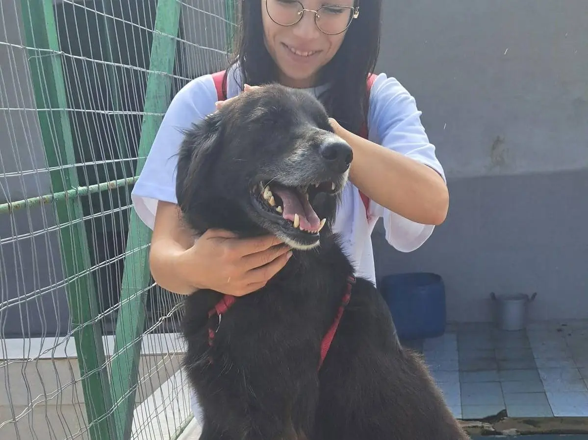 Vuoi adottare un cane a Caserta?