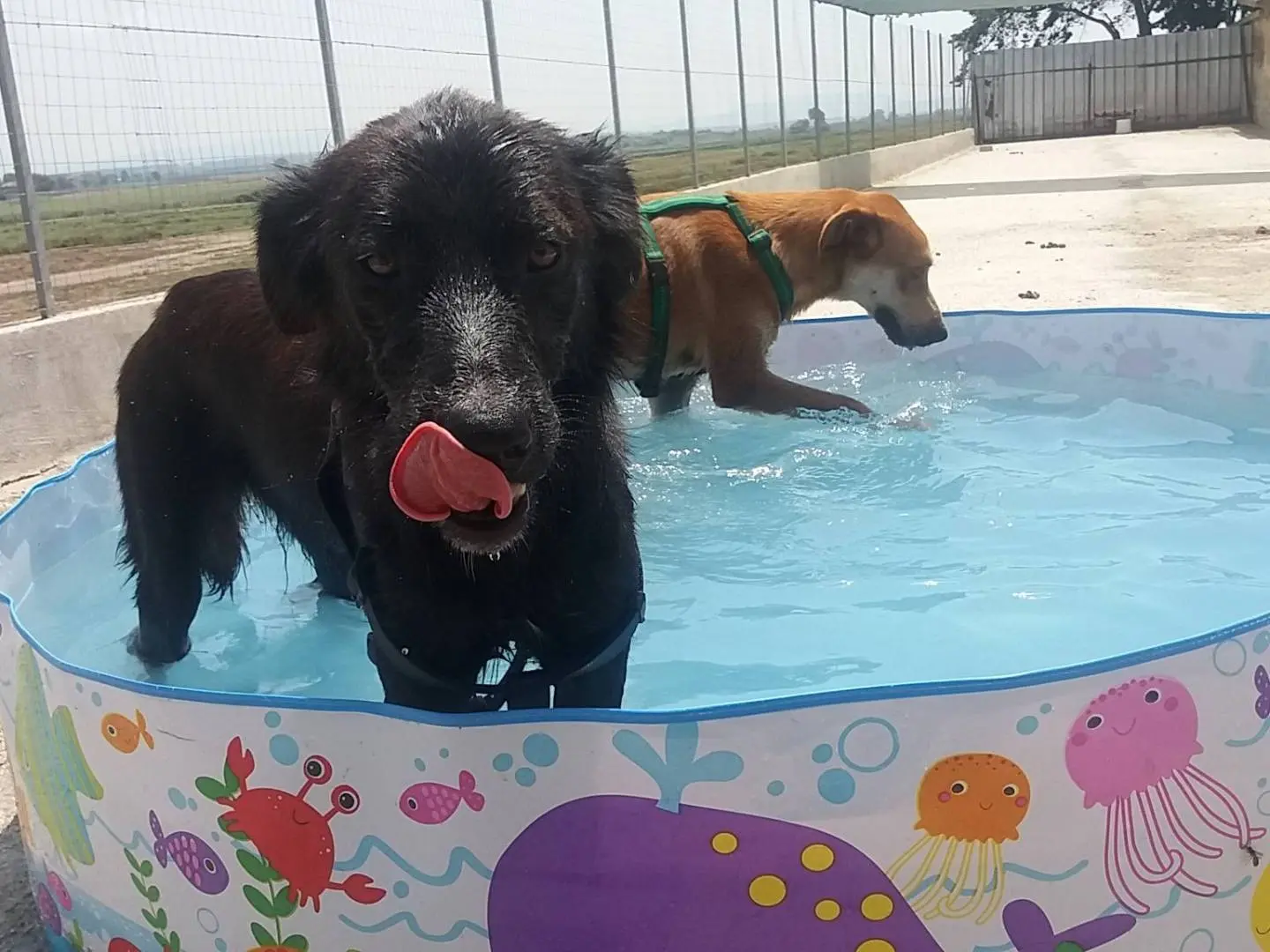 Adozione cane, maschio, Razza sconosciuta Razza sconosciuta, 9 anni e 2 mesi, taglia media, Caserta