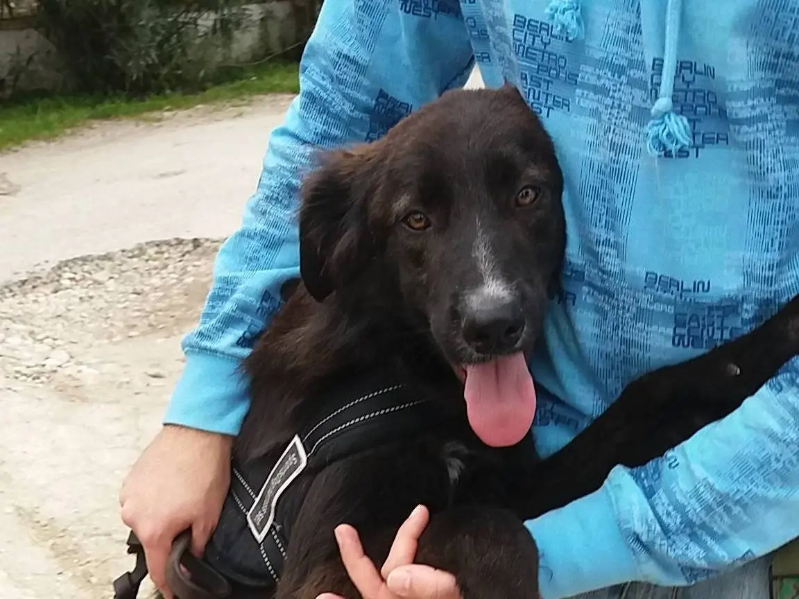 Adotta un cane, maschio, 9 anni e 2 mesi, Caserta