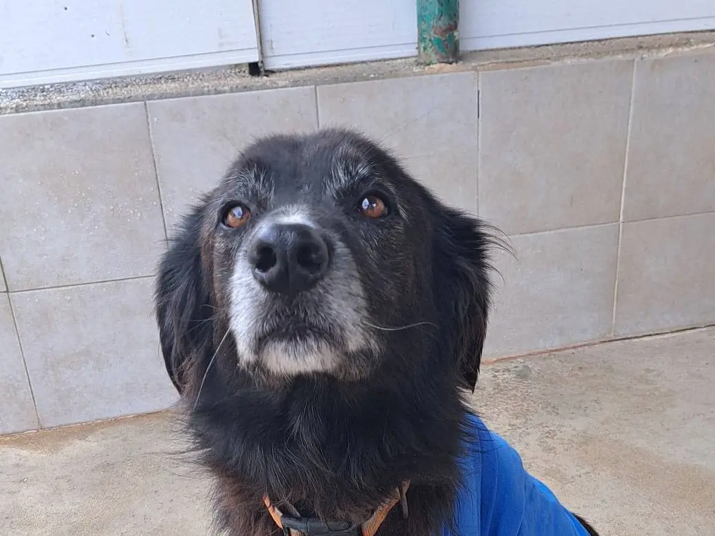 Adotta un cane, taglia media, maschio, Caserta