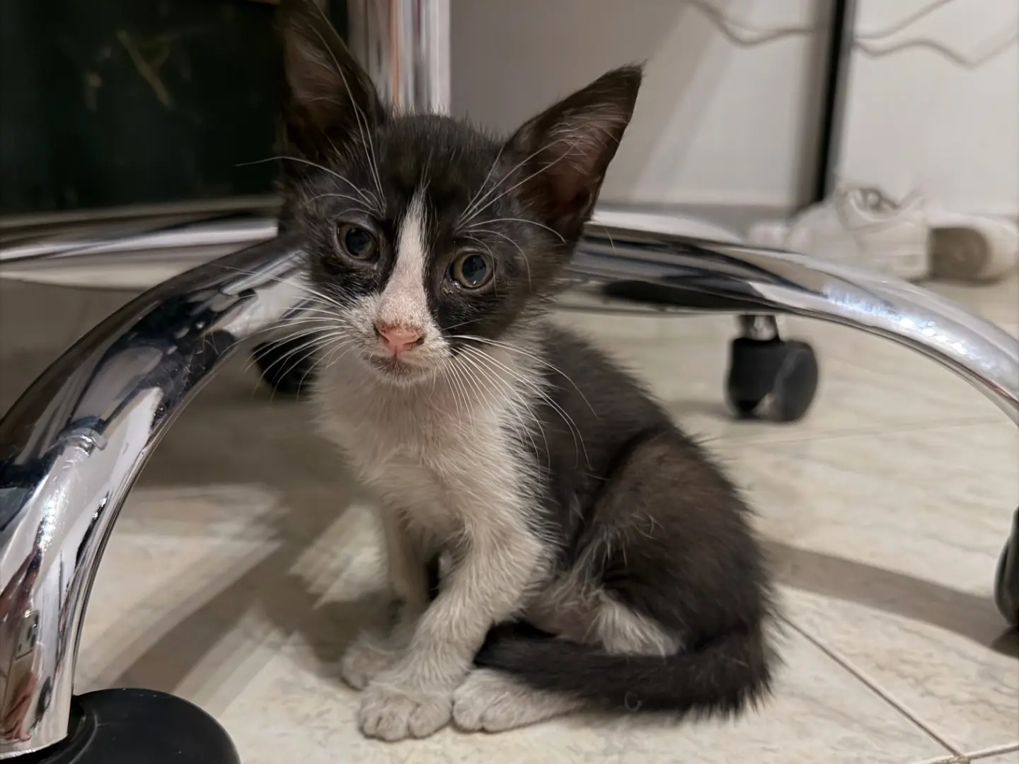 Adotta il gatto Pastina a Napoli