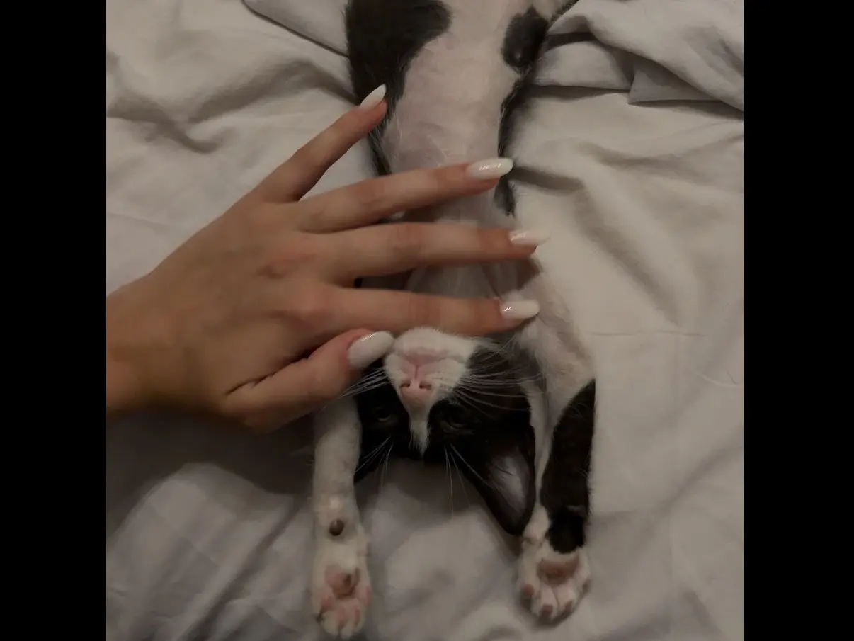 Adotta un gatto, maschio, 3 mesi, Napoli
