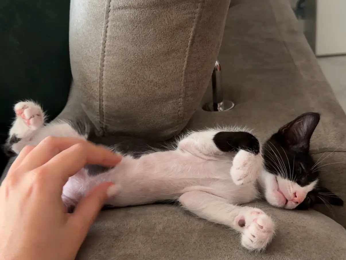 Adozione gatto, maschio, Razza sconosciuta Razza sconosciuta, 3 mesi, taglia non valida, Napoli
