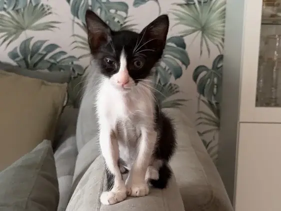 Vuoi adottare un gatto a Napoli?