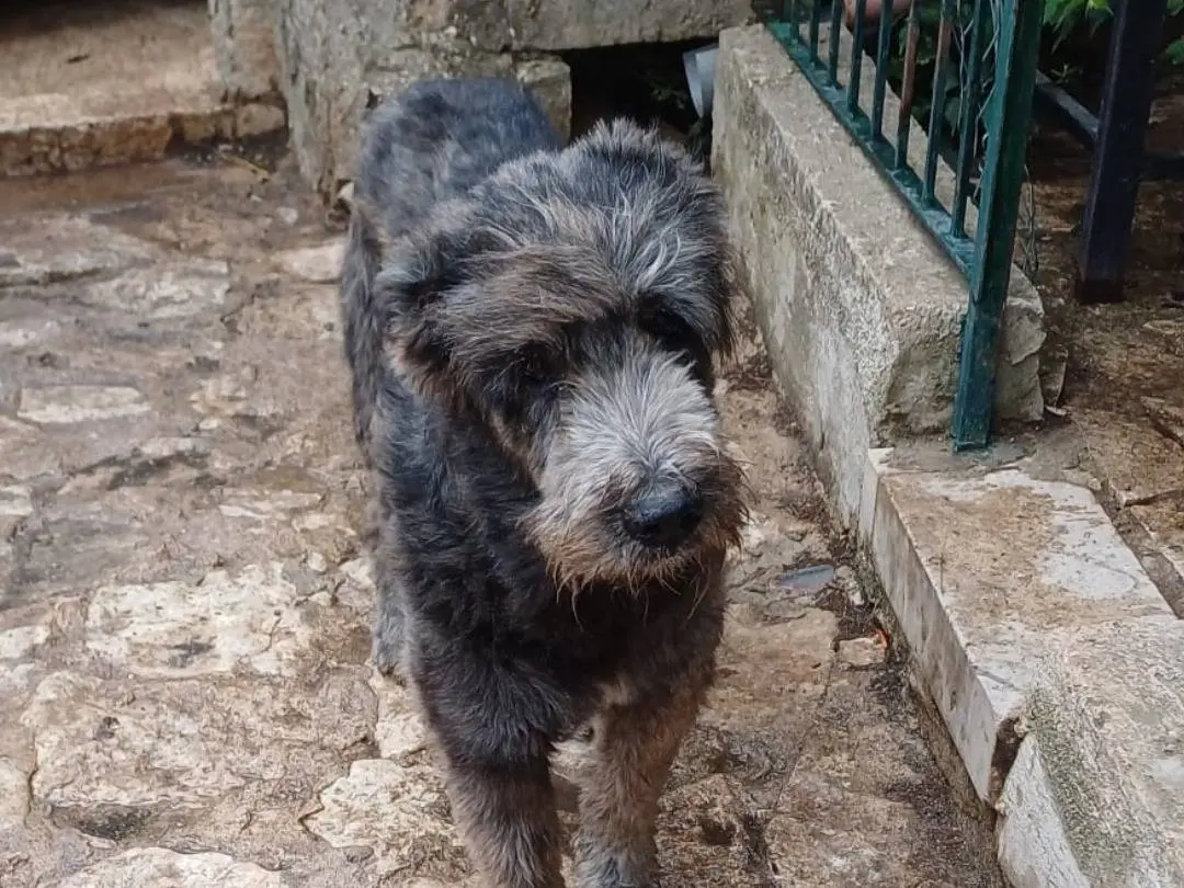 Foto 1 dell'animale