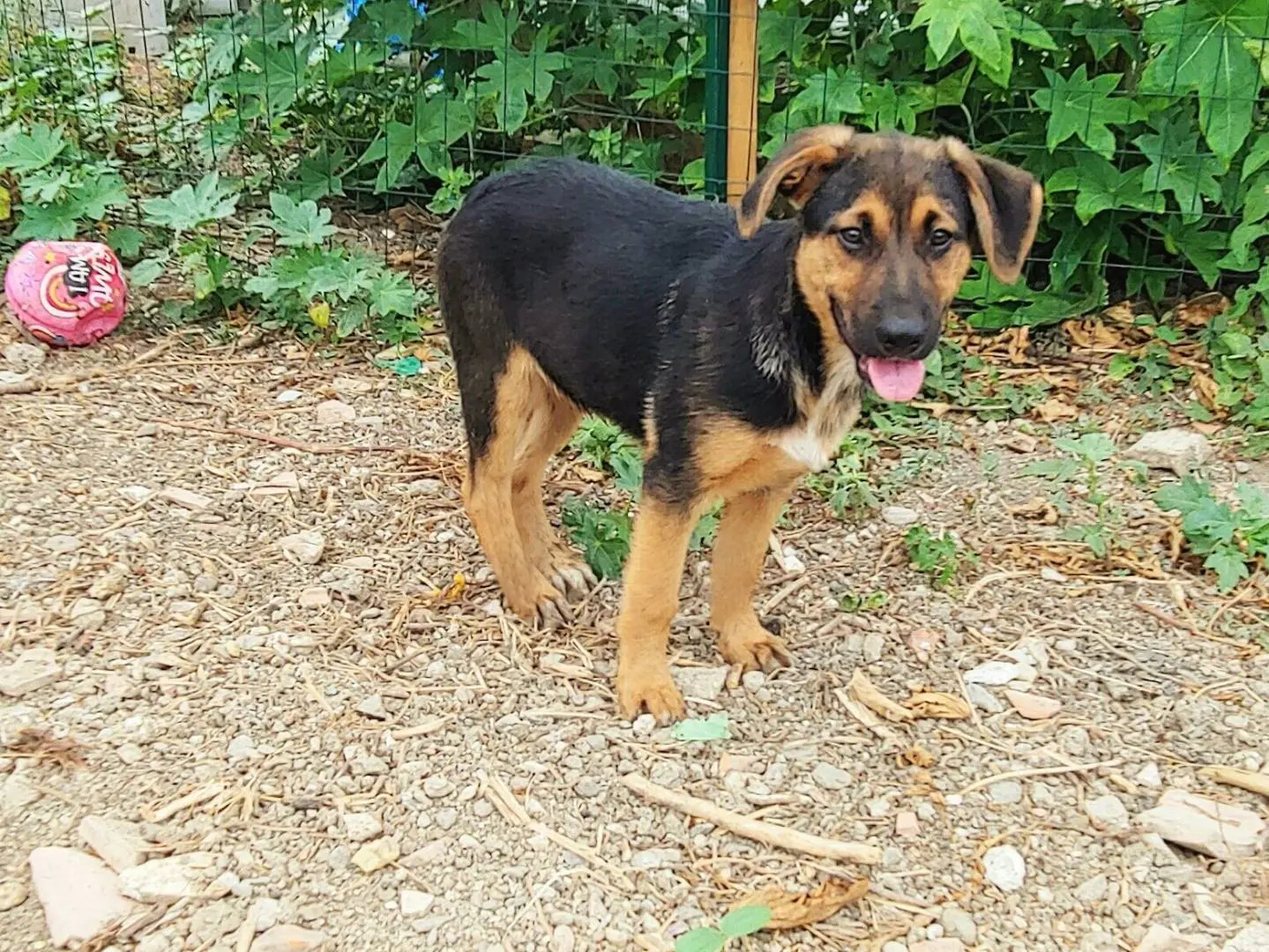 Adotta un cane, maschio, 1 anno e 6 mesi, Messina