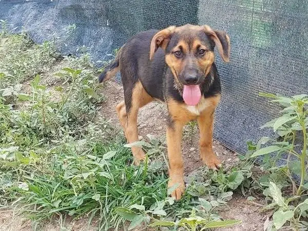 Adozione cane, maschio, Razza sconosciuta Razza sconosciuta, 1 anno e 6 mesi, taglia media contenuta, Messina