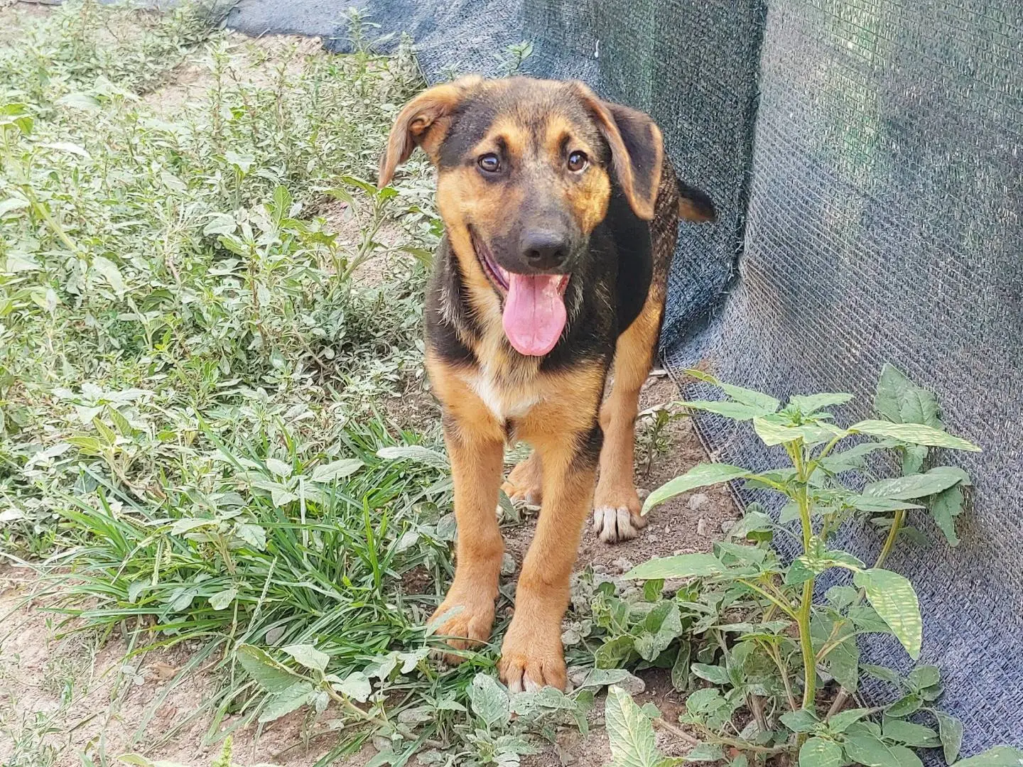 Adotta un cane, taglia media contenuta, maschio, Messina
