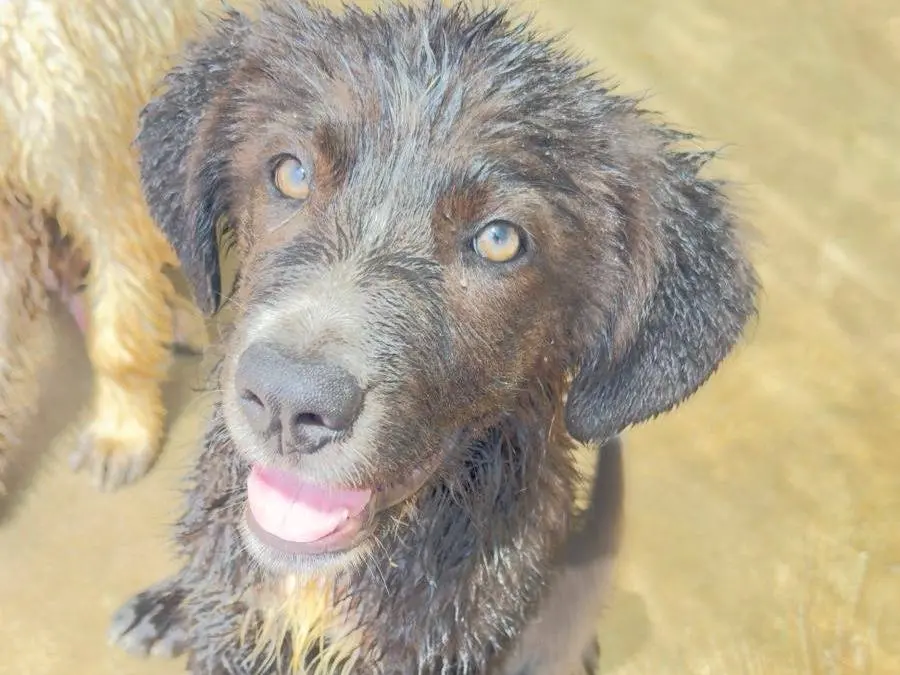 Adotta il cane Luna a Trapani