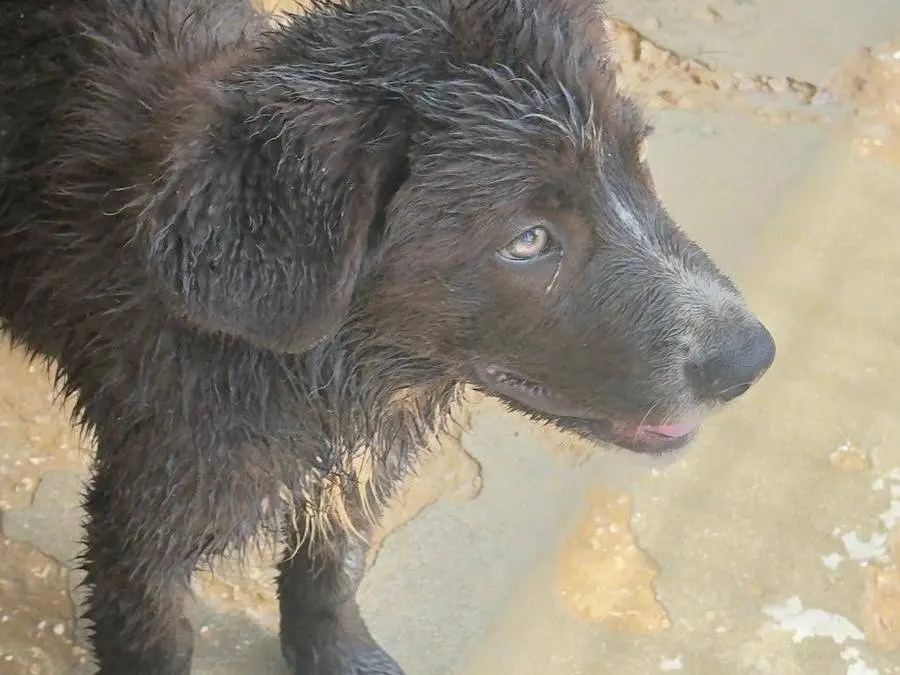 Adotta un cane, femmina, 5 mesi, Trapani