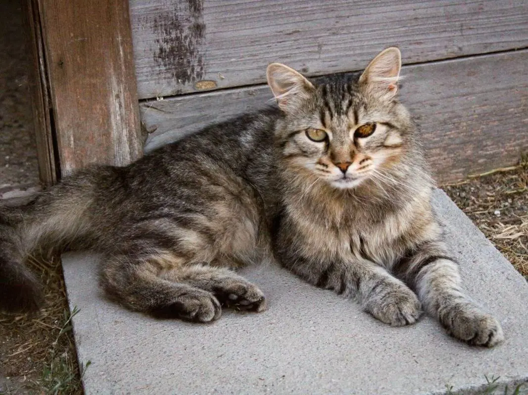 Adozione gatto, maschio, Razza sconosciuta Razza sconosciuta, 6 anni e 5 mesi, taglia non valida, Roma