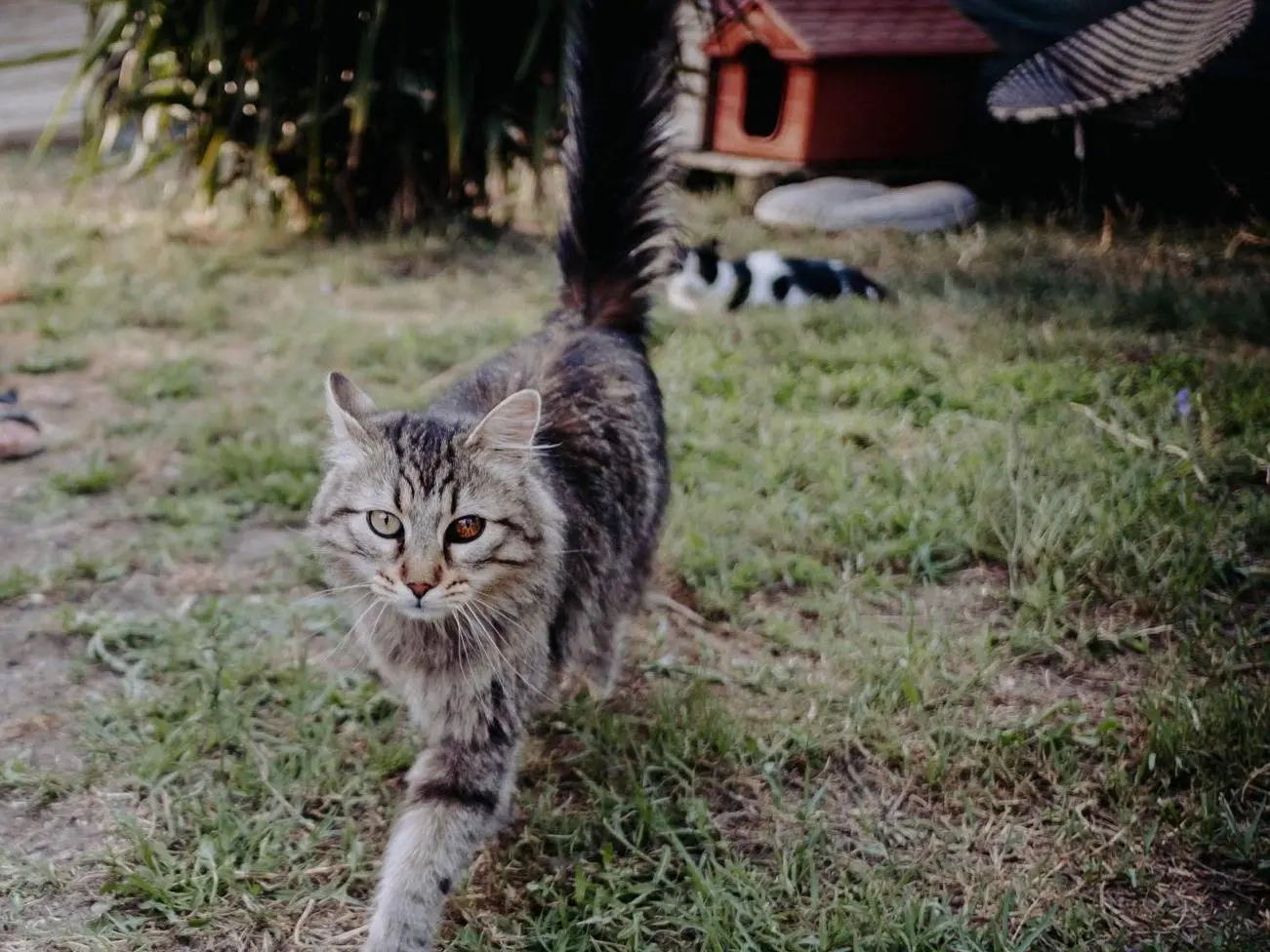 Adotta un gatto, maschio, 6 anni e 5 mesi, Roma