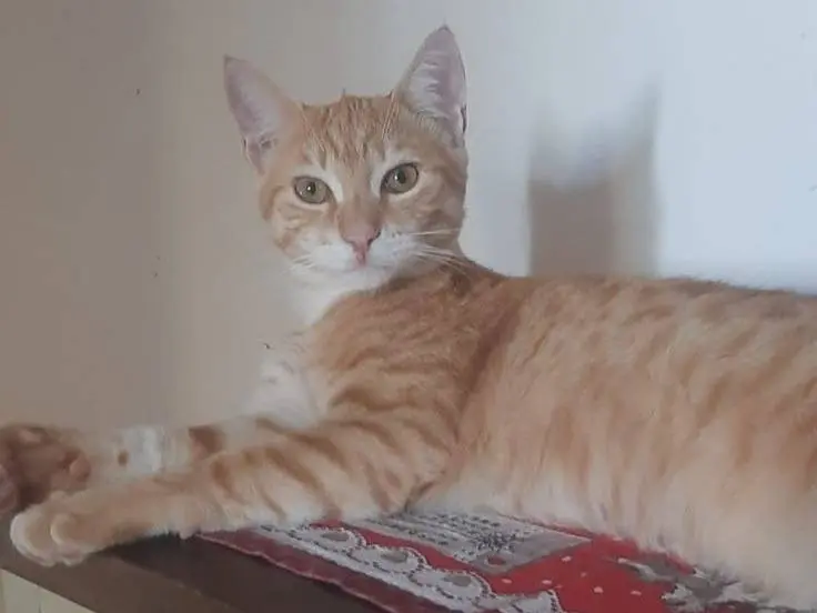 Adotta il gatto KIMBA a Milano