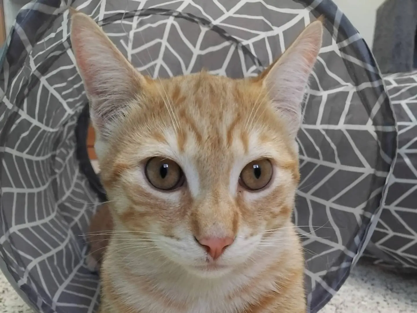 Adotta un gatto, maschio, 6 mesi, Milano