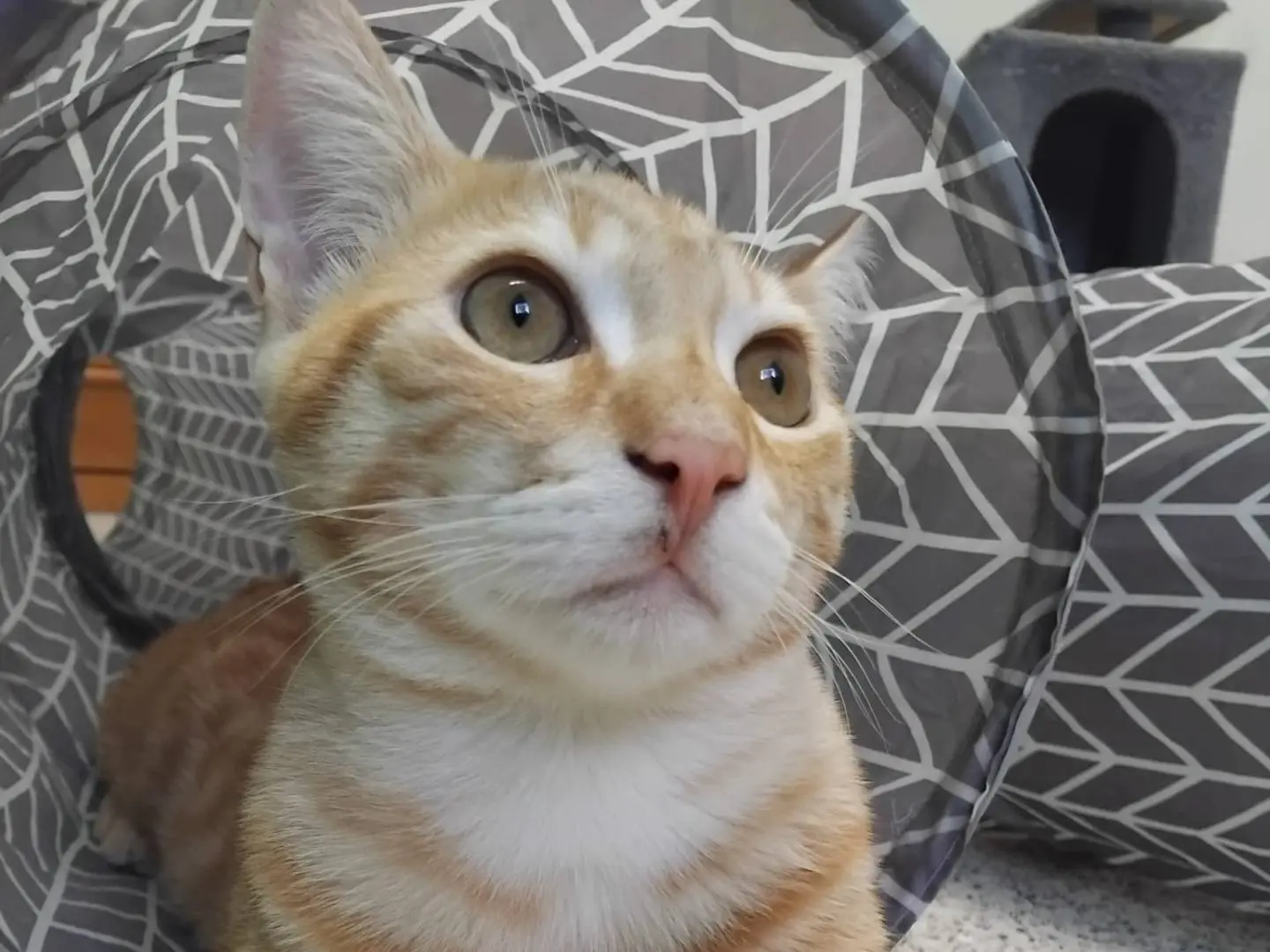 Adozione gatto, maschio, Razza sconosciuta Razza sconosciuta, 6 mesi, taglia non valida, Milano