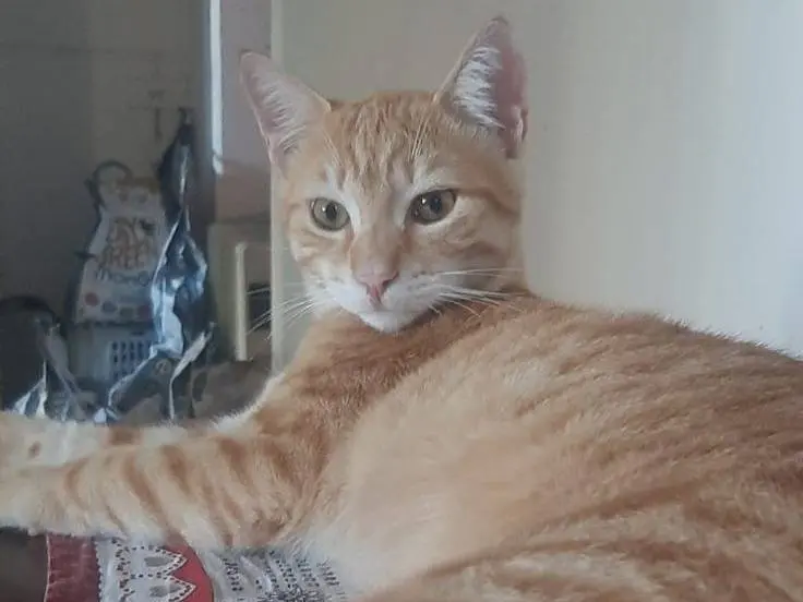 Adotta un gatto, taglia non valida, maschio, Milano