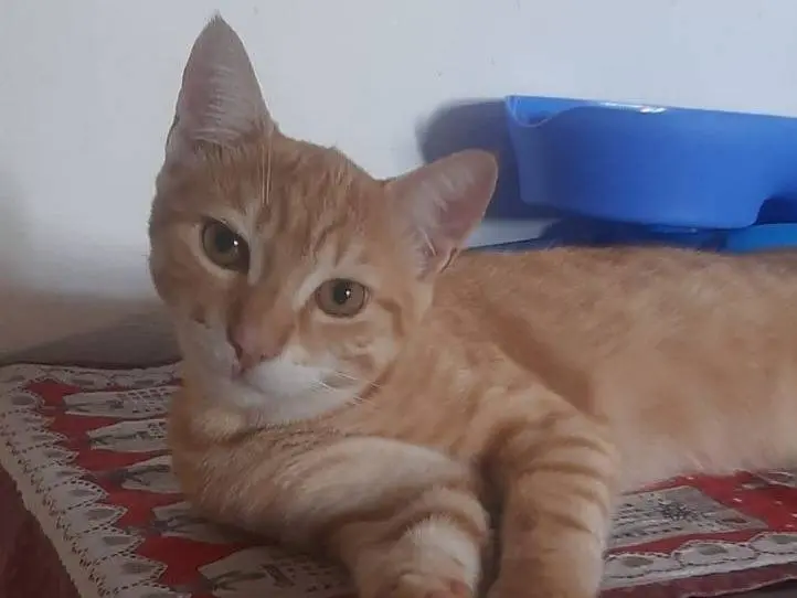 Vuoi adottare un gatto a Milano?