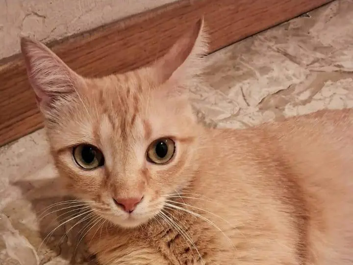 Adozione gatto, femmina, Razza sconosciuta Razza sconosciuta, 3 anni e 2 mesi, taglia non valida, Milano