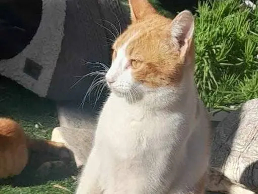 Foto 2 dell'animale