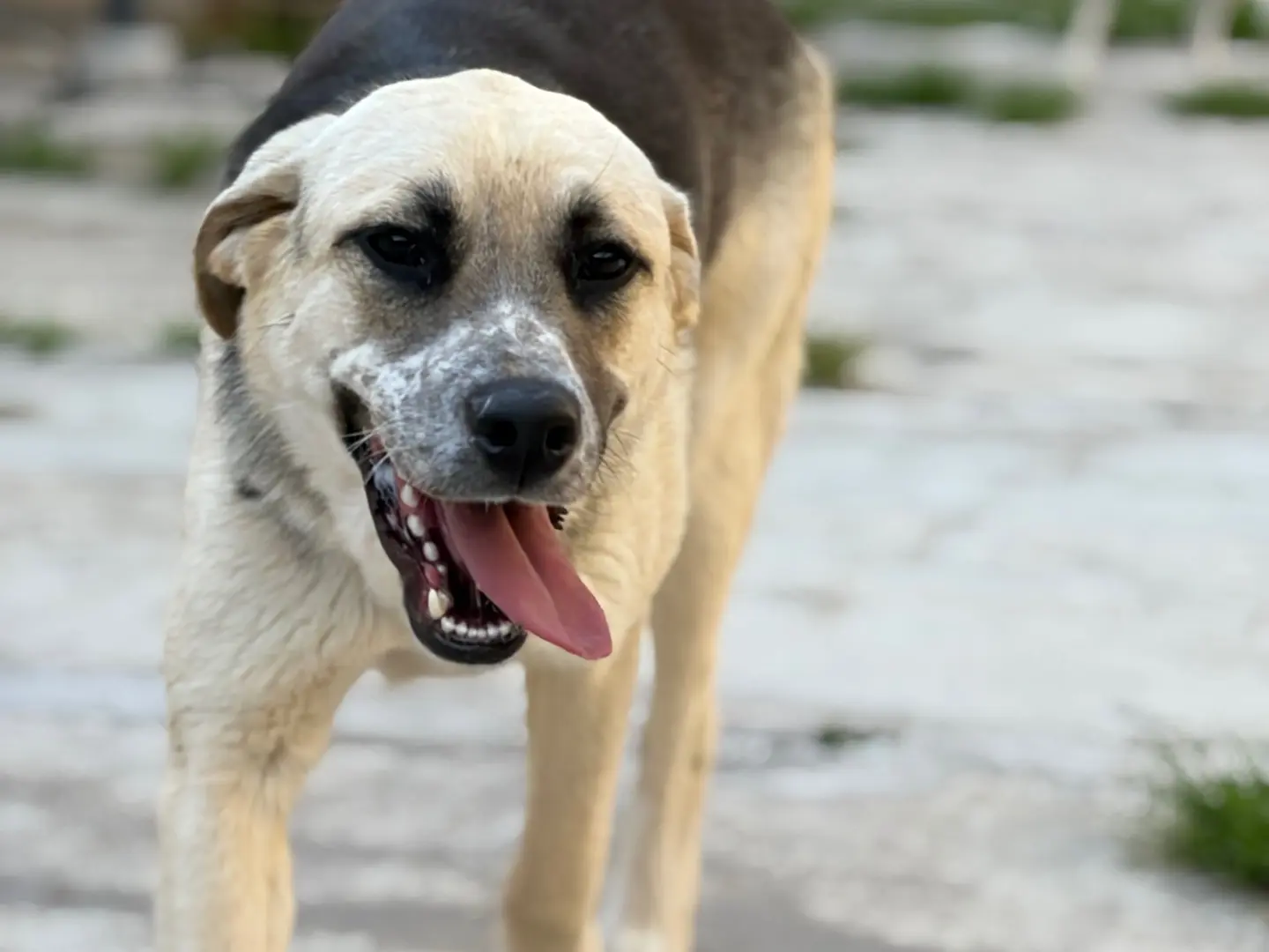 Adotta un cane, taglia grande, maschio, Milano