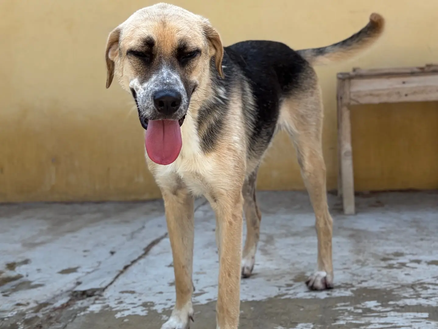 Adozione cane, maschio, Pastore tedesco Razza sconosciuta, 1 anno e 7 mesi, taglia grande, Milano