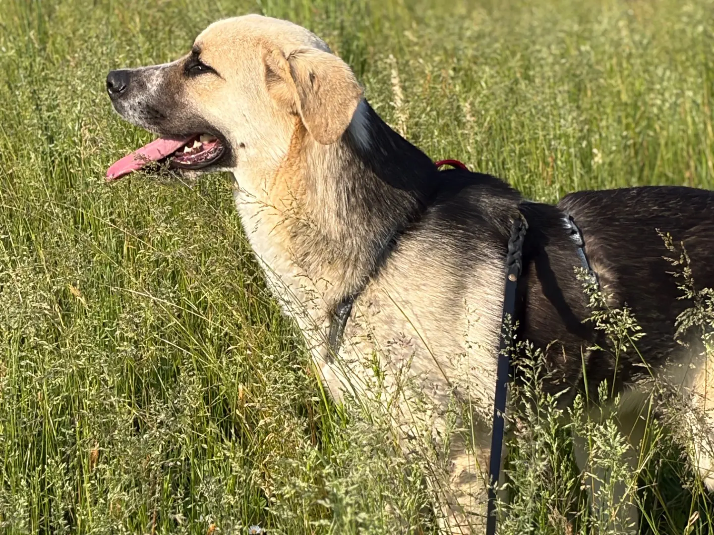 Adotta il cane Syd a Milano
