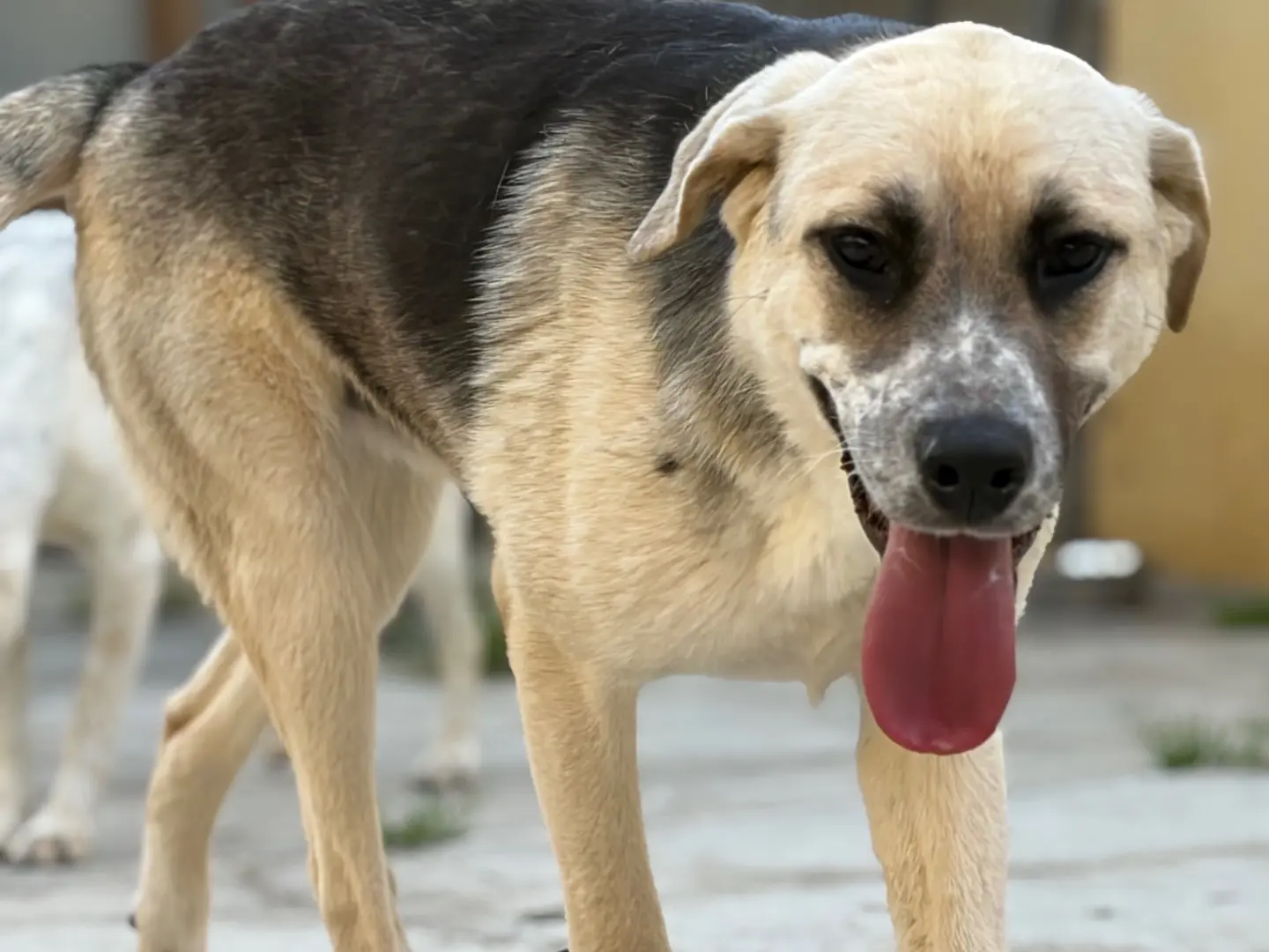 Vuoi adottare un cane a Milano?