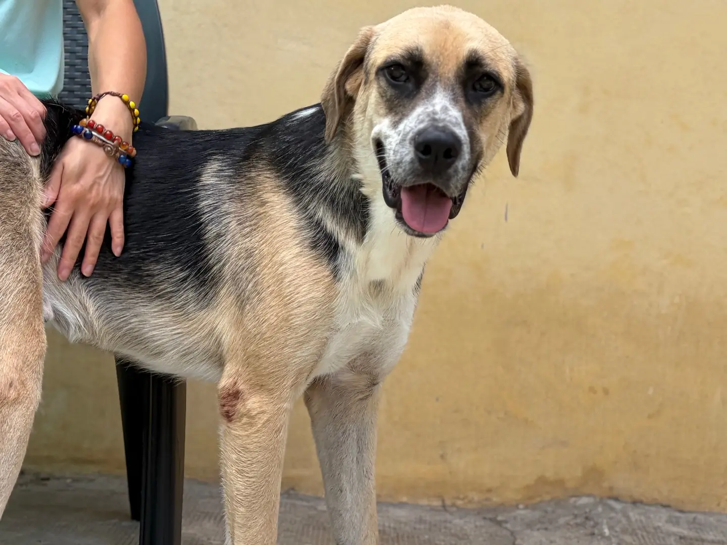 Adotta un cane, maschio, 1 anno e 7 mesi, Milano
