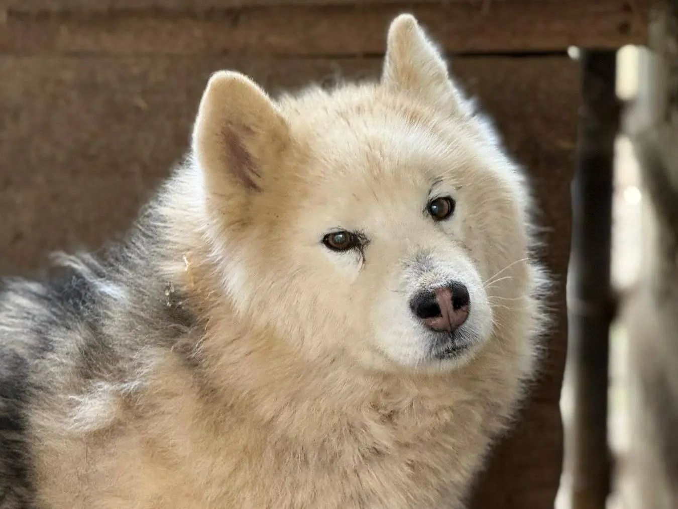 Adotta un cane, taglia media, maschio, Firenze