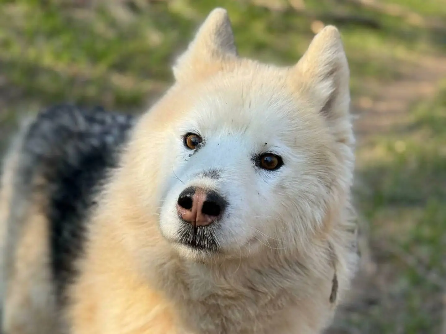 Adotta un cane, maschio, 11 anni e 4 mesi, Firenze