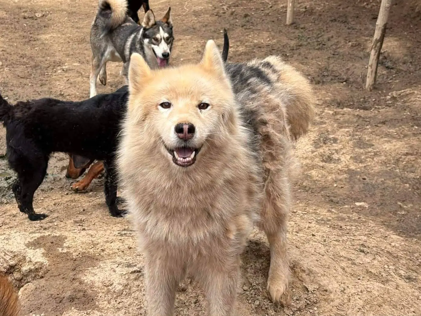 Vuoi adottare un cane a Firenze?