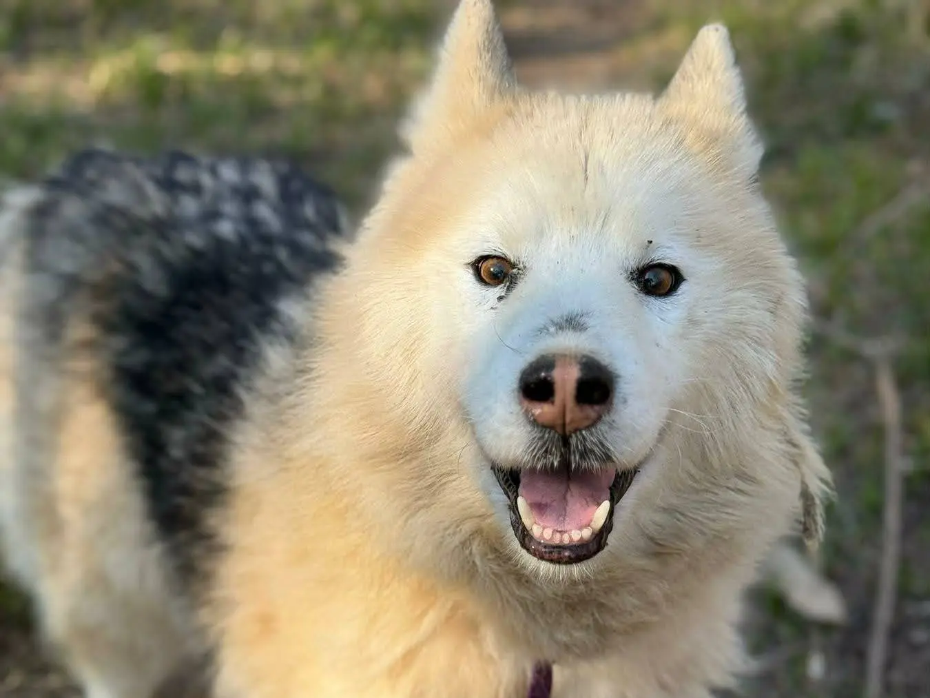 Adozione cane, maschio, Siberian Husky Razza sconosciuta, 11 anni e 4 mesi, taglia media, Firenze