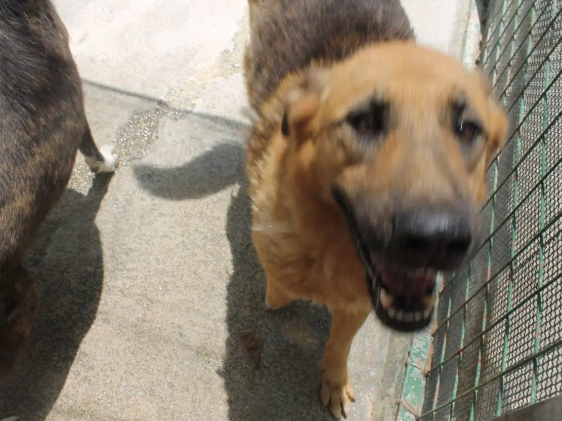 Adotta un cane, taglia grande, femmina, Agrigento