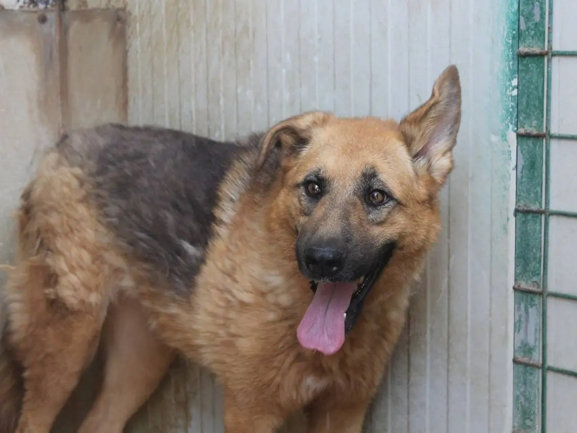 Adozione cane, femmina, Pastore tedesco Razza sconosciuta, 8 anni e 8 mesi, taglia grande, Agrigento