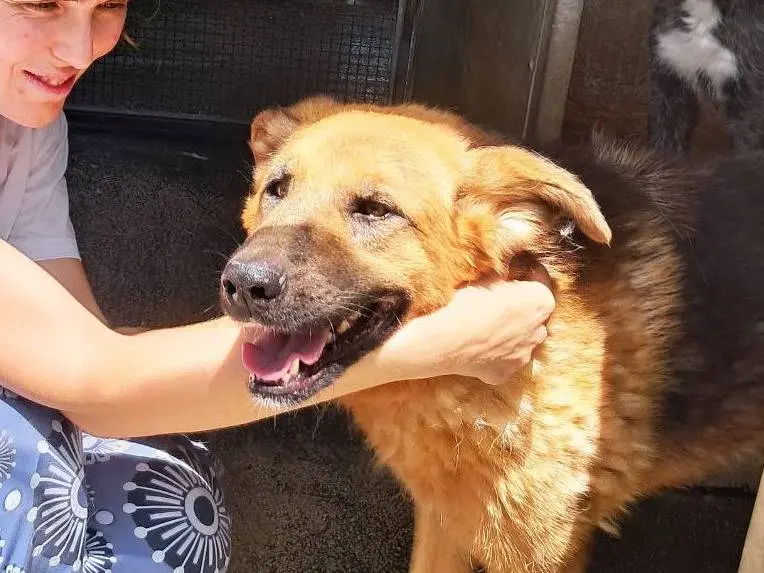 Adotta un cane, femmina, 8 anni e 8 mesi, Agrigento
