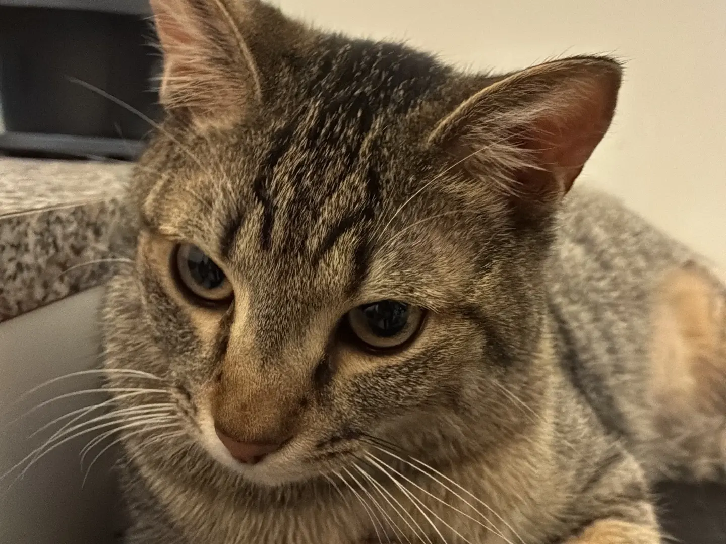 Adozione gatto, maschio, Razza sconosciuta Razza sconosciuta, 1 anno e 5 mesi, taglia non valida, Torino
