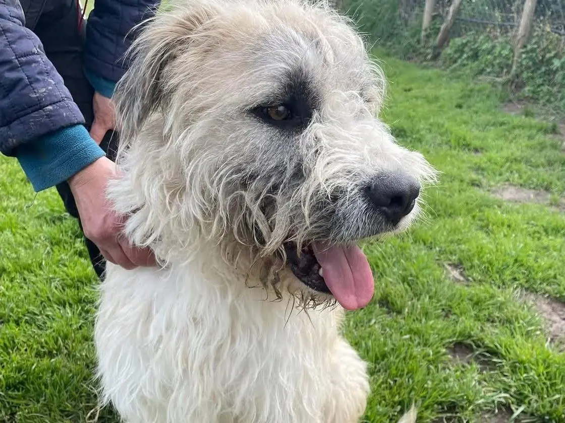 Vuoi adottare un cane a Latina?