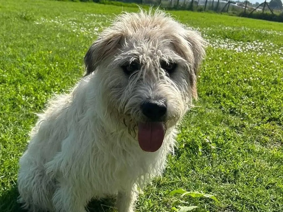Adotta un cane, taglia grande, maschio, Latina